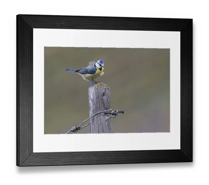 Framed Print : Blue tit (Cyanistes caeruleus) with food in its beak sitting on a fence post
