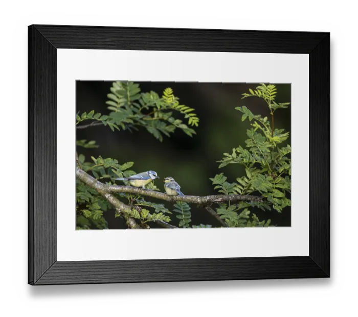Framed Print : Blue tit (Cyanistes caeruleus) Framed Print : Blue tit (Cyanistes caeruleus)