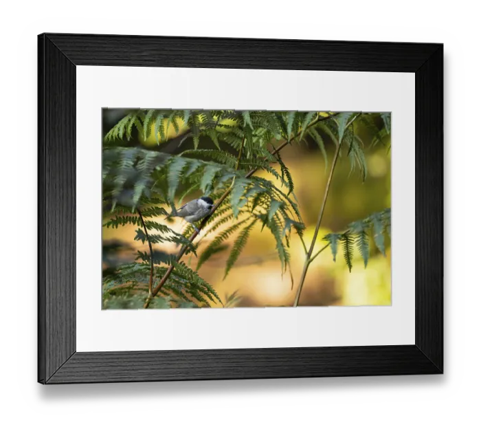 Framed Print : Marsh Tit (Poecile palustris) or Barn Tit
