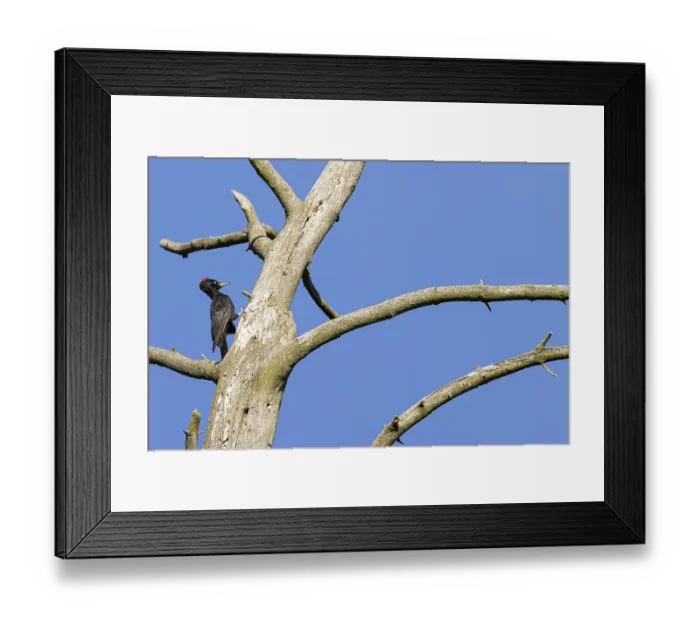Framed Print : Black woodpecker (Dryocopus martius)