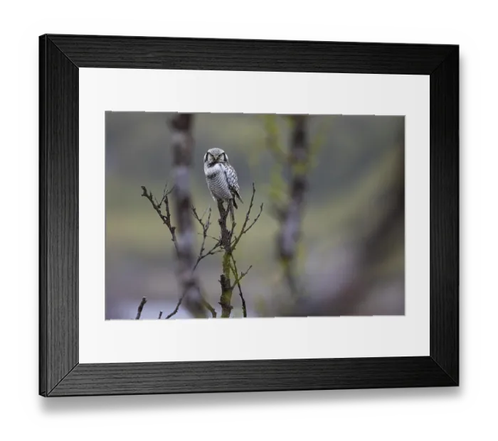 Framed Print : Northern hawk owl (Surnia ulula) Framed Print : Northern hawk owl (Surnia ulula)