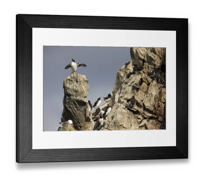 Framed Print : Common Guillemot (Uria aalge) on rock head in breeding colony