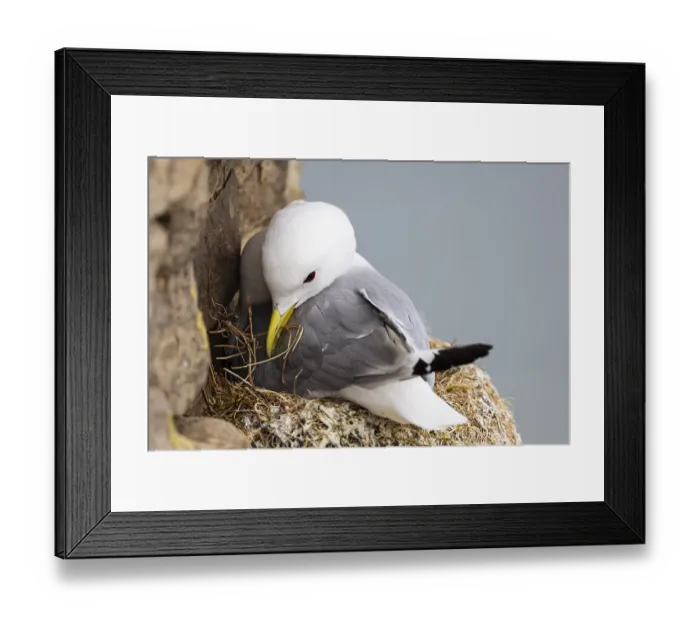 Framed Print : Kittiwake (Rissa tridactyla) building its nest