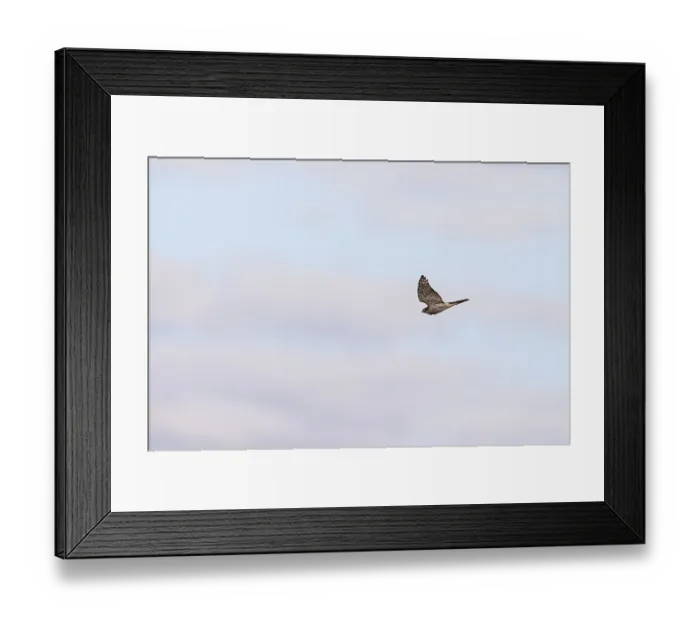 Framed Print : Eurasian sparrowhawk (Accipiter nisus) in flight Framed Print : Eurasian sparrowhawk (Accipiter nisus) in flight
