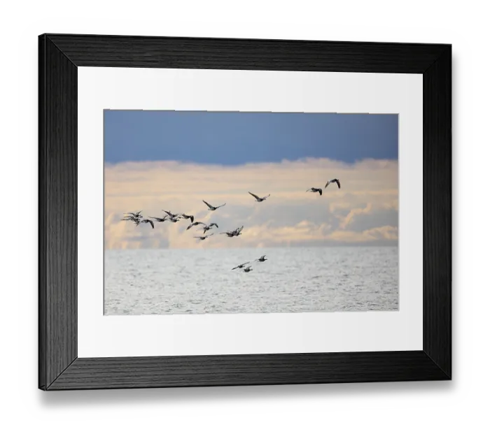 Framed Print : Barnacle goose (Branta leucopsis) or Barnacle Goose