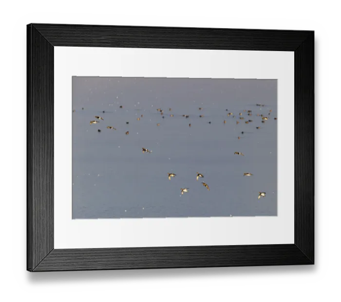 Framed Print : Eurasian wigeon (Mareca penelope)