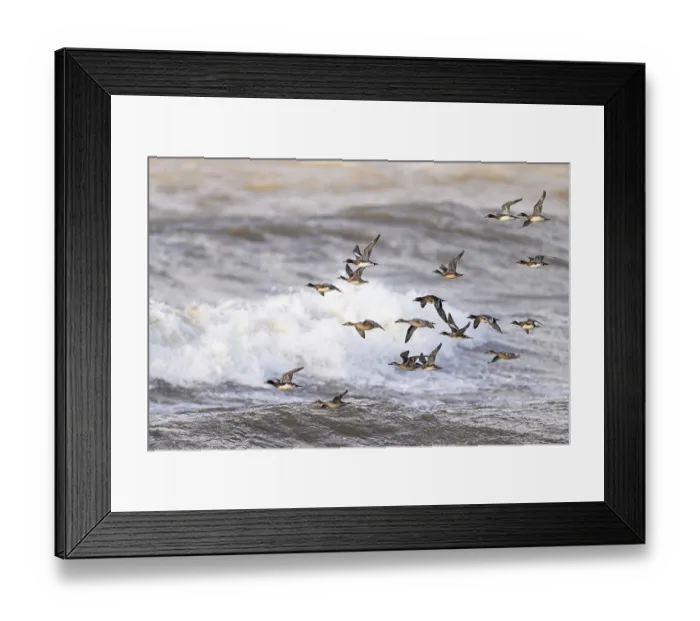Framed Print : Eurasian wigeon (Anas penelope) and gadwall (Anas strepera)