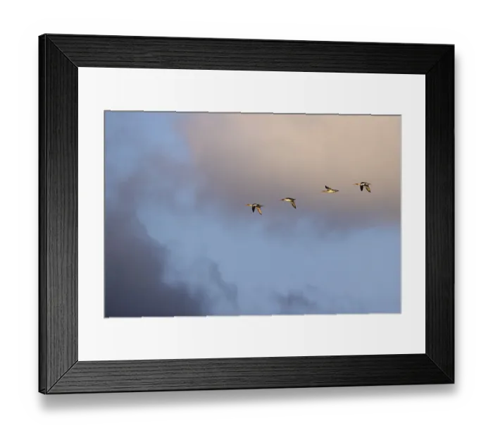 Framed Print : Red-breasted Merganser (Mergus serrator)