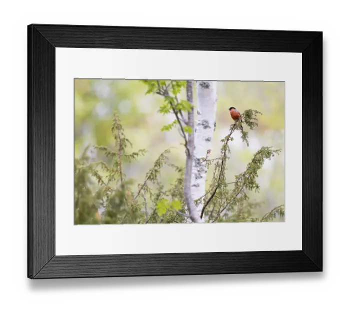 Framed Print : Eurasian bullfinch (Pyrrhula pyrrhula)