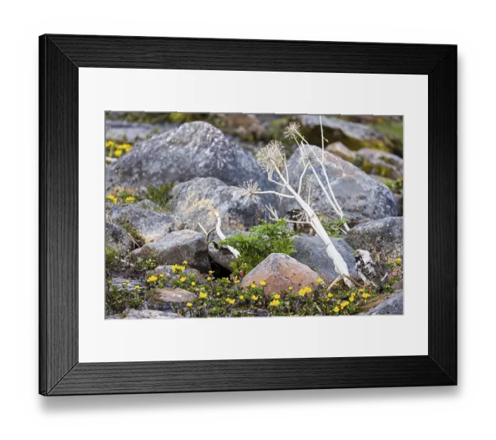 Framed Print : Ruff (Calidris pugnax), adult bird in its plumage