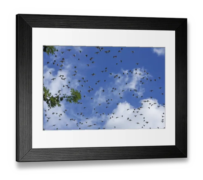 Framed Print : Flock of European starlings (Sturnus vulgaris) Framed Print : Flock of European starlings (Sturnus vulgaris)