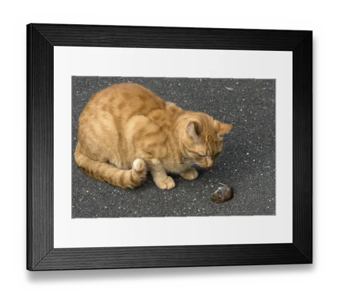 Framed Print : Domestic cat (Felis catus) with a captured Common vole (Microtus arvalis)
