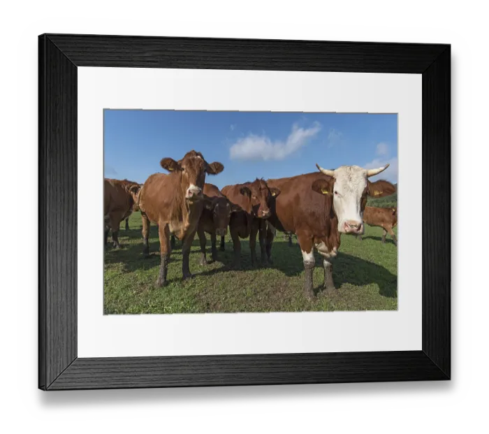 Framed Print : Buntscheck cows on pasture, Franconia