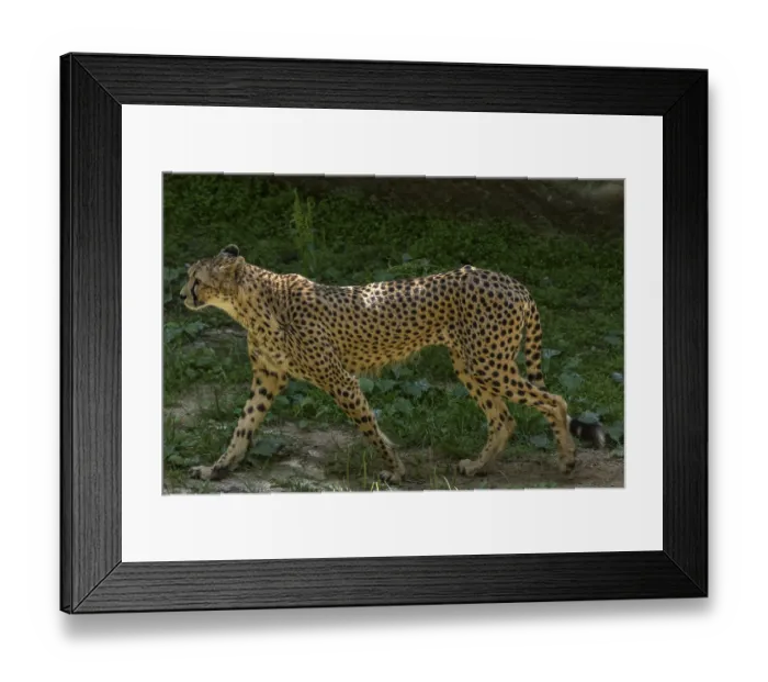 Framed Print : Cheetah (Ursus maritimus), Nuremberg Zoo Framed Print : Cheetah (Ursus maritimus), Nuremberg Zoo