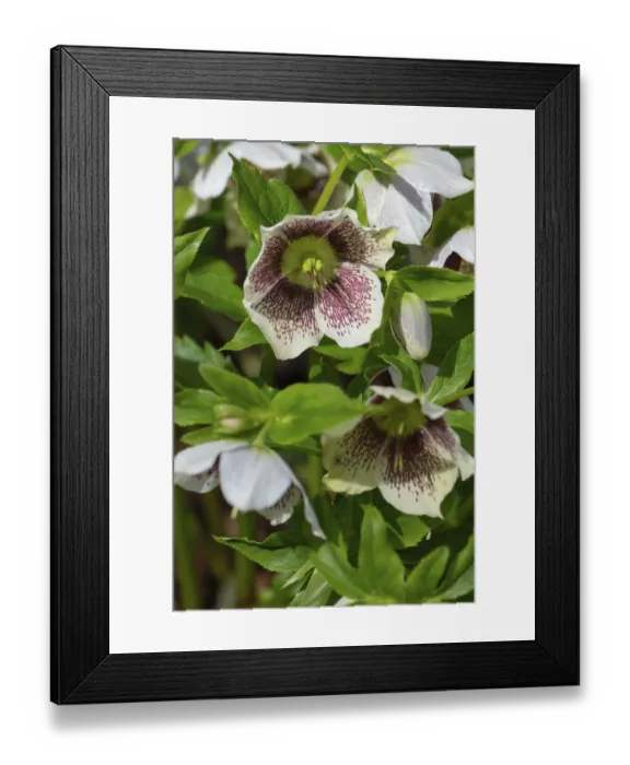 Framed Print : Oriental hellebore (Helleborus orientalis)