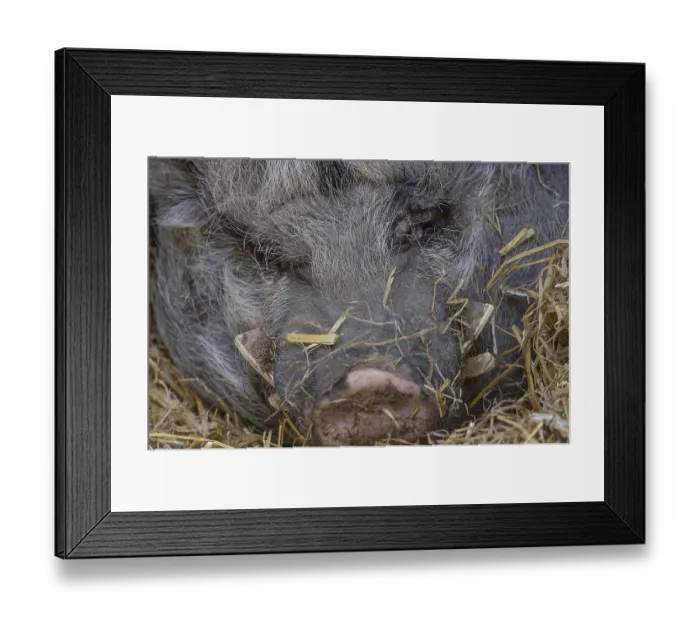 Framed Print : Pot-bellied pig (Sus scrofa domesticus) Framed Print : Pot-bellied pig (Sus scrofa domesticus)