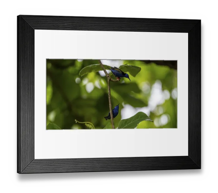 Framed Print : The red-legged honeycreeper (Cyanerpes cyaneus)