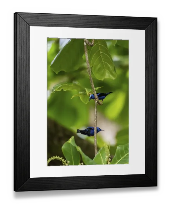 Framed Print : The red-legged honeycreeper (Cyanerpes cyaneus)