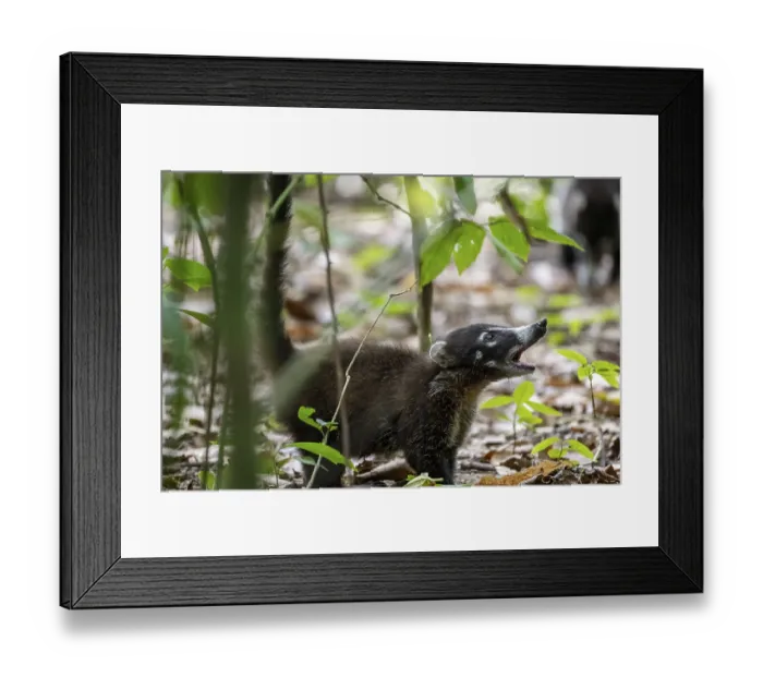 Framed Print : White-nosed coati (Nasua narica)