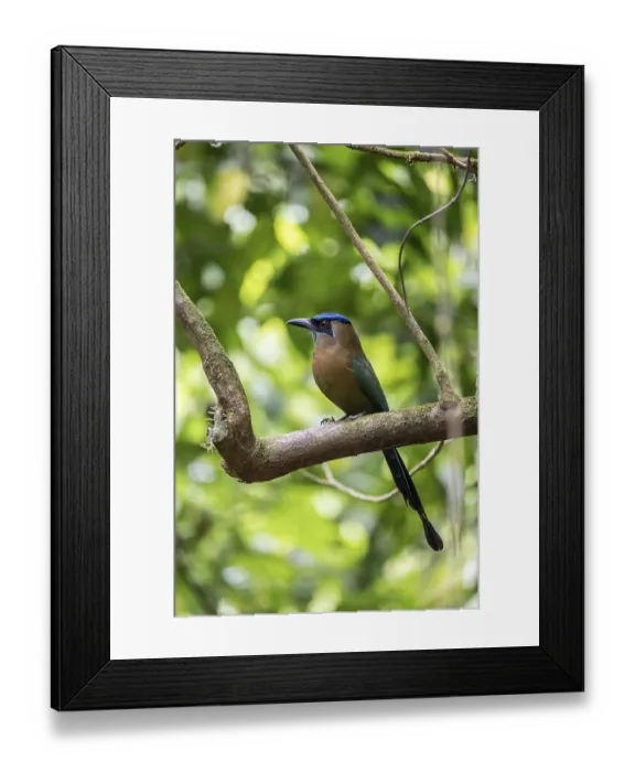 Framed Print : Blue-crowned motmot (Momotus lessonii) Framed Print : Blue-crowned motmot (Momotus lessonii)