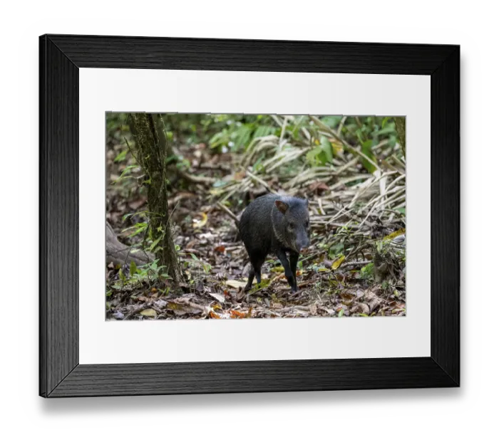 Framed Print : Collared peccary (Pecari tajacu) foraging in the rainforest