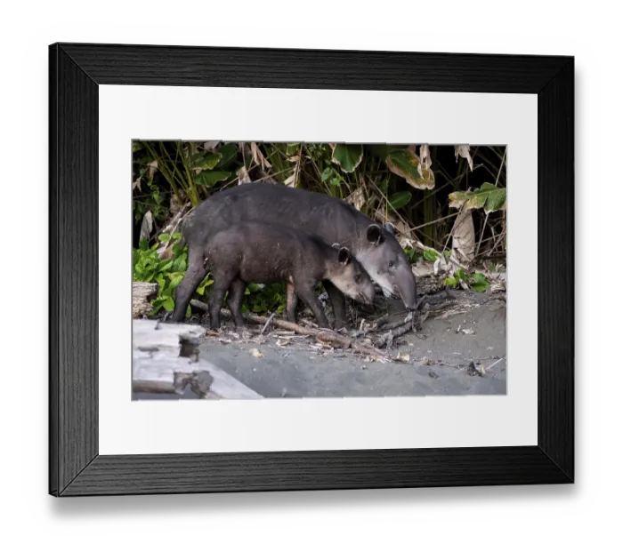 Framed Print : Baird's tapir (Tapirus bairdii)