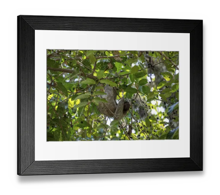 Framed Print : Brown-throated sloth (Bradypus variegatus) foraging in a tree