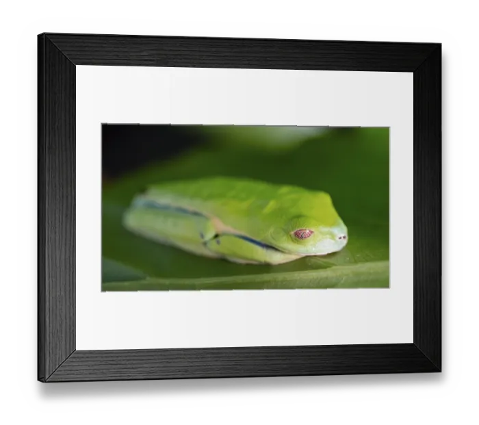 Framed Print : Red-eyed tree frog (Agalychnis callidryas) Framed Print : Red-eyed tree frog (Agalychnis callidryas)
