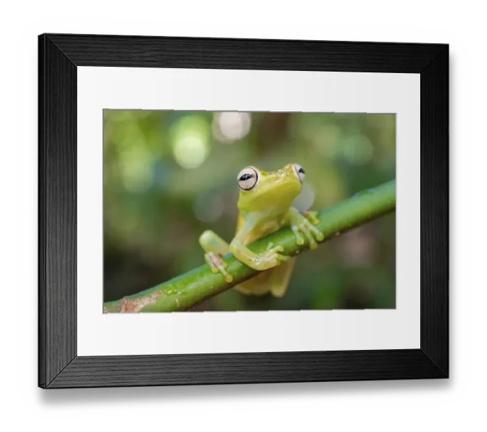 Framed Print : Glass frog (Centrolenidae) sitting on a stem