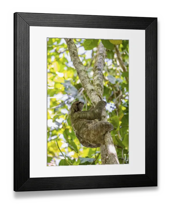 Framed Print : Brown-throated sloth (Bradypus variegatus) in a tree Framed Print : Brown-throated sloth (Bradypus variegatus) in a tree