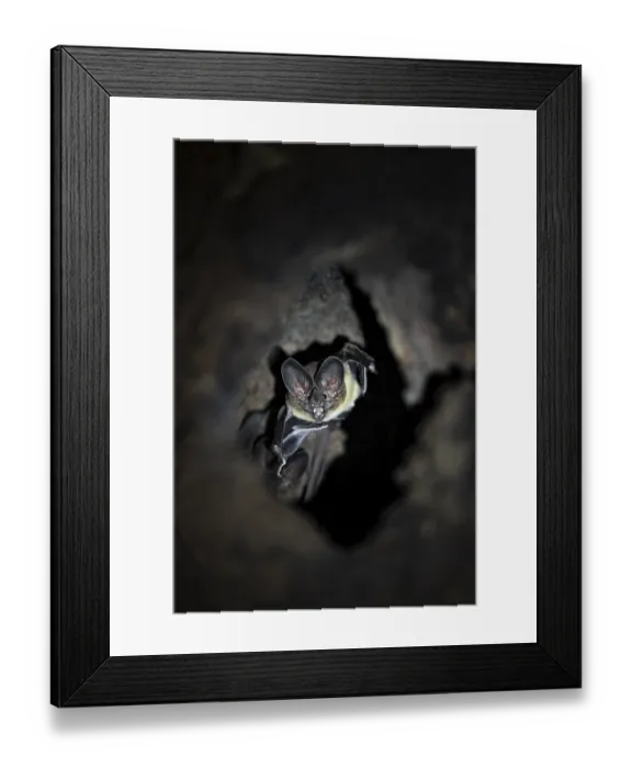 Framed Print : Bat in a cave in a tree trunk, in the rainforest Framed Print : Bat in a cave in a tree trunk, in the rainforest