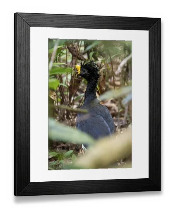 Framed Print : Tuberous-throated curassow (Crax rubra)