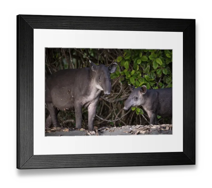 Framed Print : Baird's tapir (Tapirus bairdii)