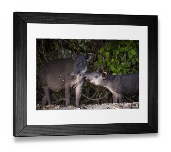 Framed Print : Baird's tapir (Tapirus bairdii)