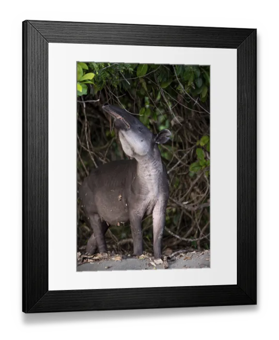 Framed Print : Baird's tapir (Tapirus bairdii) Framed Print : Baird's tapir (Tapirus bairdii)