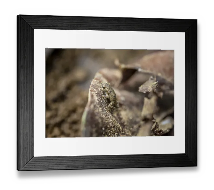 Framed Print : Small frog camouflaging itself on a dry leaf Framed Print : Small frog camouflaging itself on a dry leaf