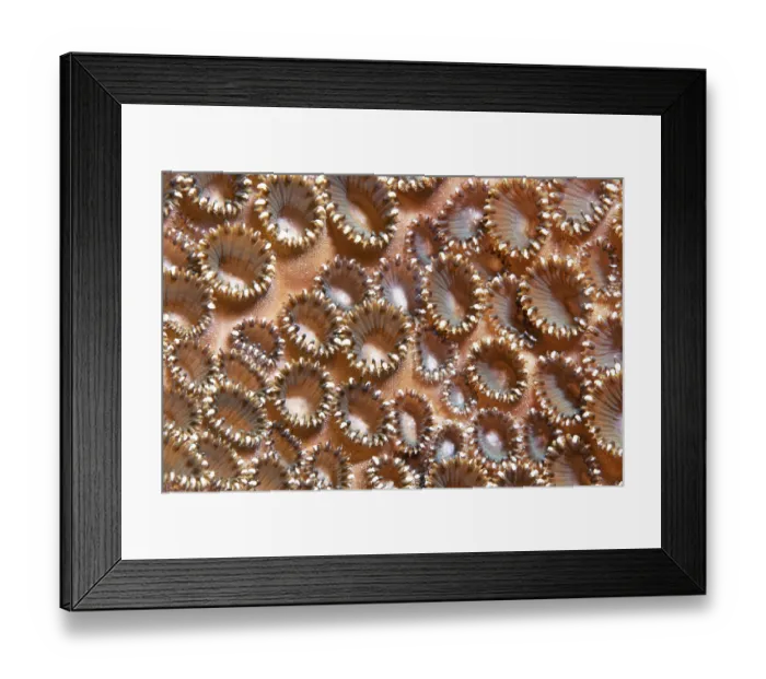 Framed Print : Colony Palythoa tuberculosa (Palythoa tuberculosa)