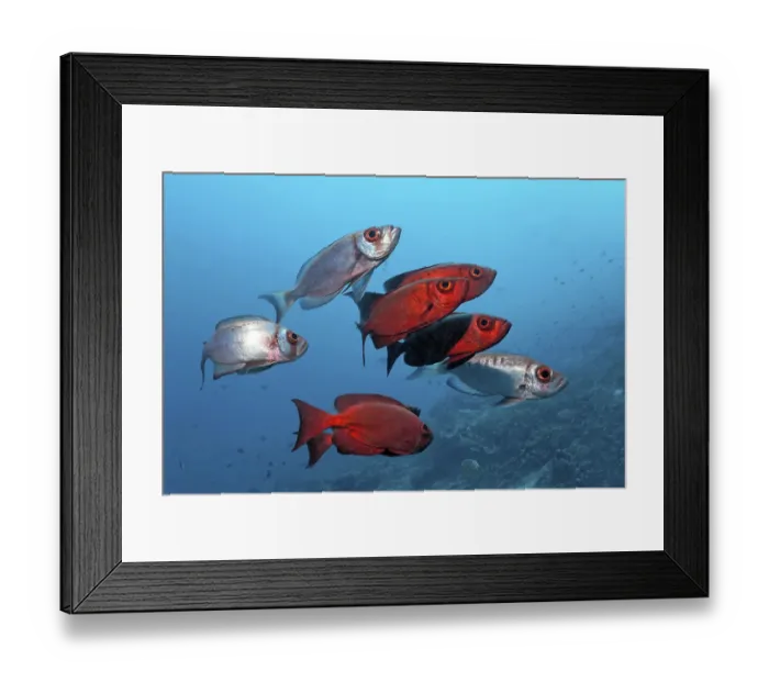 Framed Print : Small school of Common Bigeye (Priacanthus hamrur) color Framed Print : Small school of Common Bigeye (Priacanthus hamrur) color