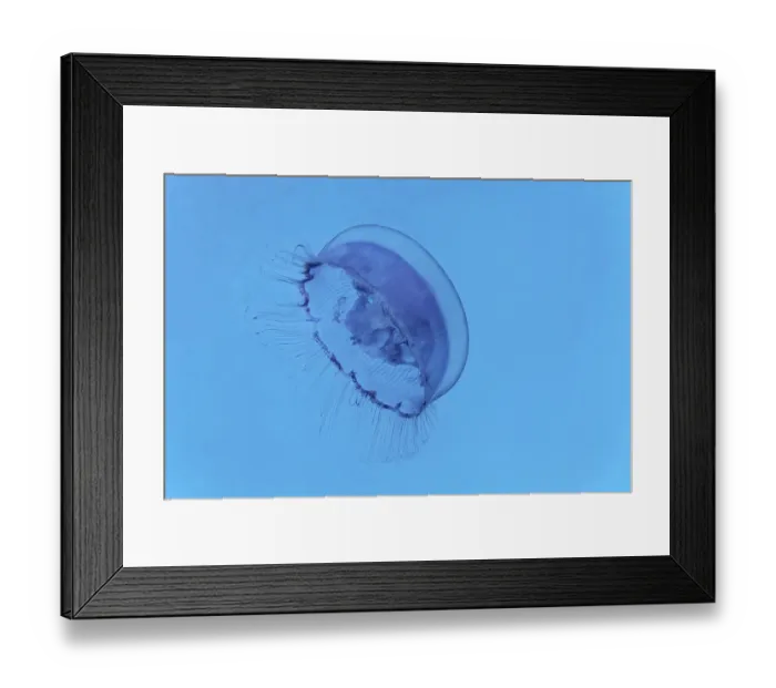 Framed Print : Common jellyfish (Aurelia aurita) Framed Print : Common jellyfish (Aurelia aurita)