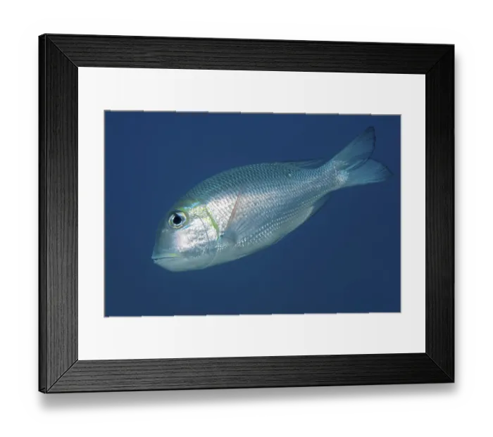 Framed Print : Humpnose big-eye bream (Monotaxis grandoculis) swims in the open sea