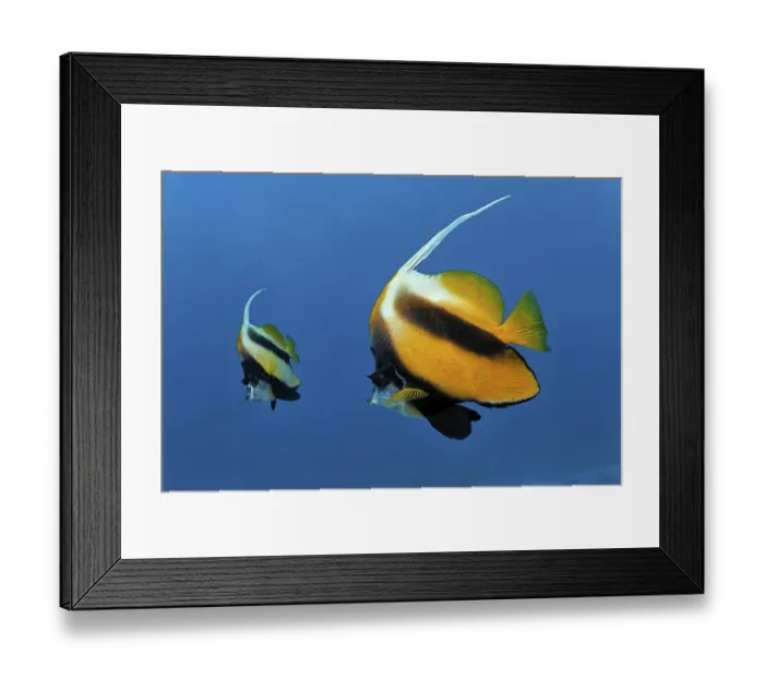 Framed Print : Red Sea bannerfishes (Heniochus intermedius) swimming in the open sea