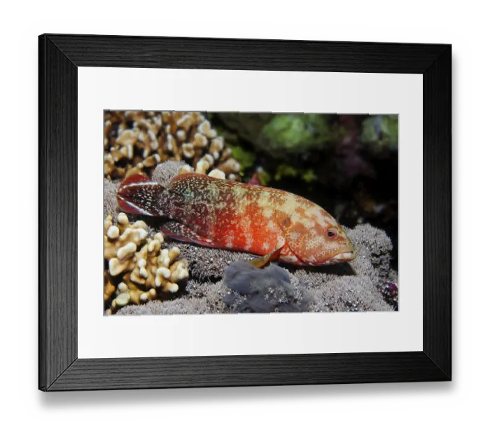 Framed Print : Flagtail Rockcod (Cephalopholis urodeta)