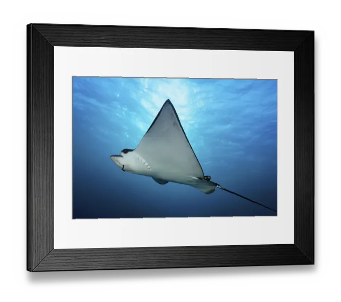 Framed Print : Spotted eagle ray (Aetobatus narinari) in the backlight of the sun Framed Print : Spotted eagle ray (Aetobatus narinari) in the backlight of the sun