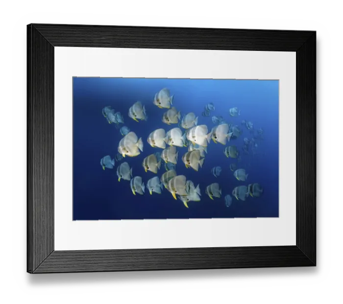 Framed Print : Swarm of Longfin Batfishes (Platax teira) Framed Print : Swarm of Longfin Batfishes (Platax teira)