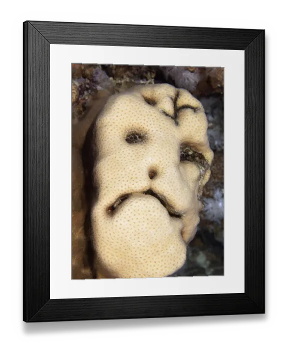 Framed Print : Grimace on stony coral (Scleractinia) Framed Print : Grimace on stony coral (Scleractinia)