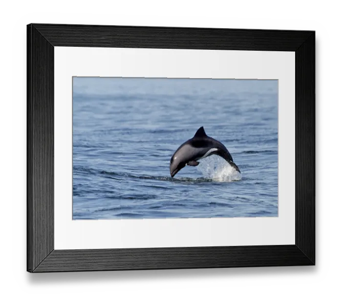 Framed Print : Africa, Namibia, Leaping dolphin (Delphinidae)