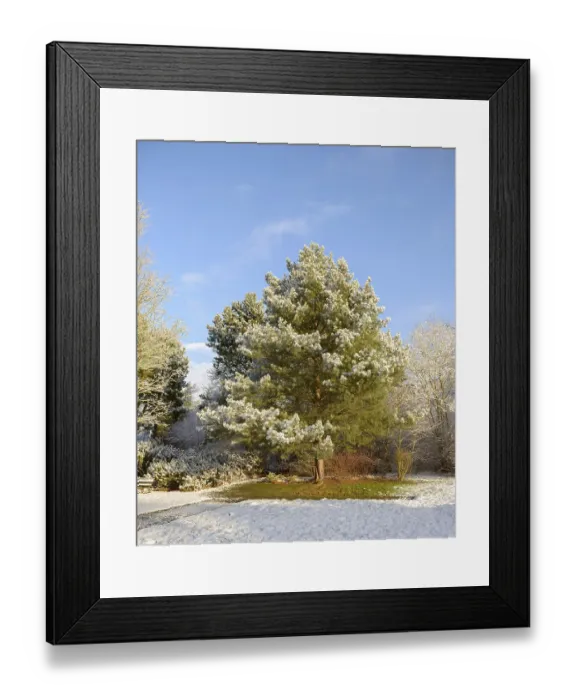 Framed Print : Pine (Pinus sylvestris), spa garden Reinhardshausen