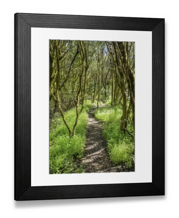 Framed Print : Hiking trail, loober trees in the laurel forest in Garajonay National Park