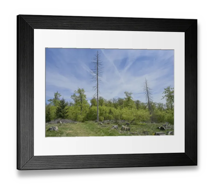 Framed Print : Dead coniferous forest, Hohe Wurzel