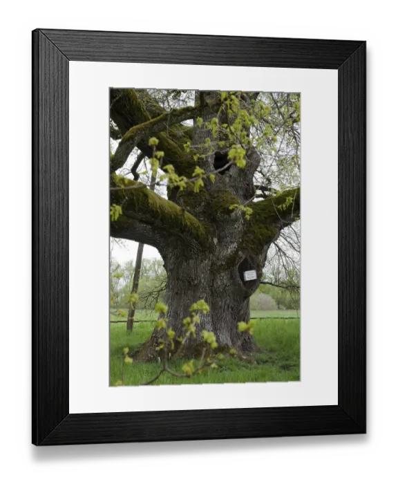 Framed Print : Breit Eich natural monument, broad oak Framed Print : Breit Eich natural monument, broad oak
